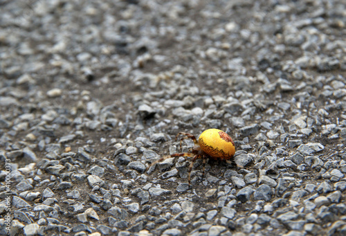 Fototapeta Naklejka Na Ścianę i Meble -  Four Spot Orb Weaver in Bieszczady Mountains