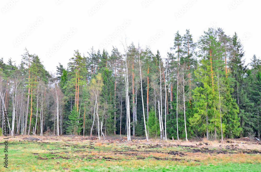 Obraz premium forest