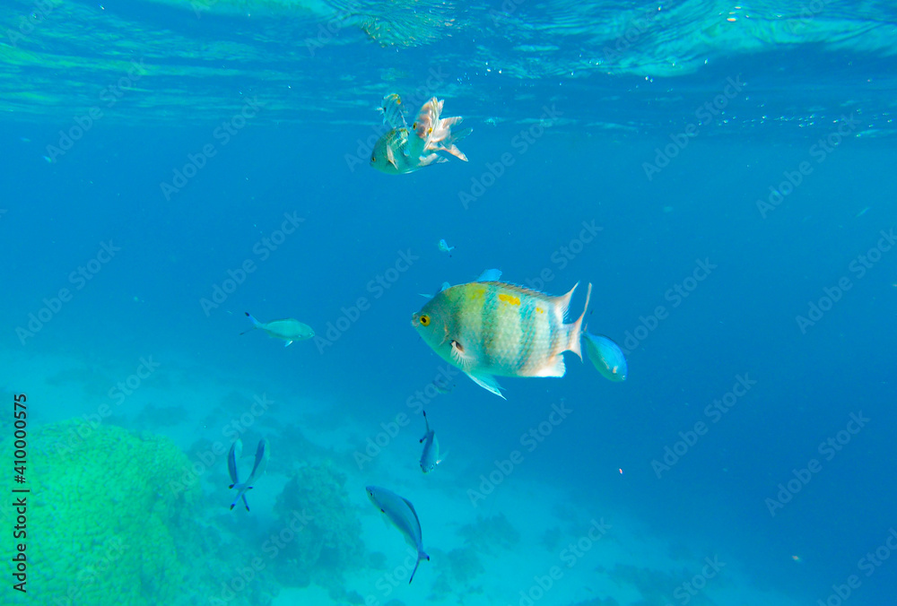 Fototapeta premium bright colors and natural forms of the coral reef and its inhabitants in the Red Sea