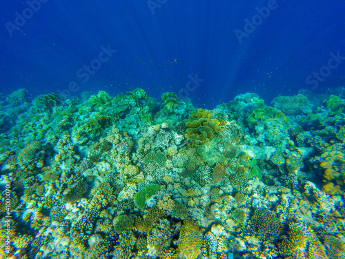  bright colors and natural forms of the coral reef and its inhabitants in the Red Sea
