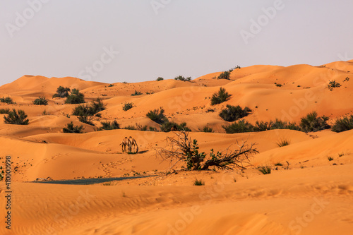 Dromedaries in the Great Arabian Desert  Dubai.