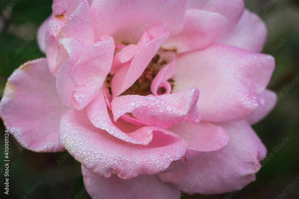 Pink rose with water droplets 