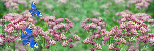 Widescreen defocused background with pink flowers and blue butterflies. Selective Focus