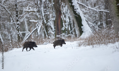 Two wild boars on snow in forest
