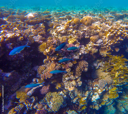  bright colors and natural forms of the coral reef and its inhabitants in the Red Sea