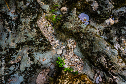 moss on stone in dry river