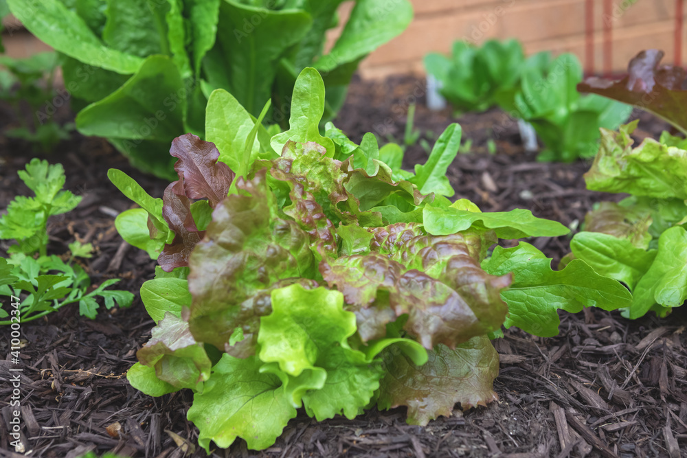 Organic gourmet blend lettuce mix direct sowed from seed growing in a suburban kitchen garden in springtime Organic gourmet blend lettuce mix direct sowed from seed growing in a suburban kitchen garden in springtime