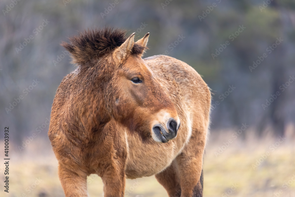 A wild horse of the rare horse breed Przewalski horse