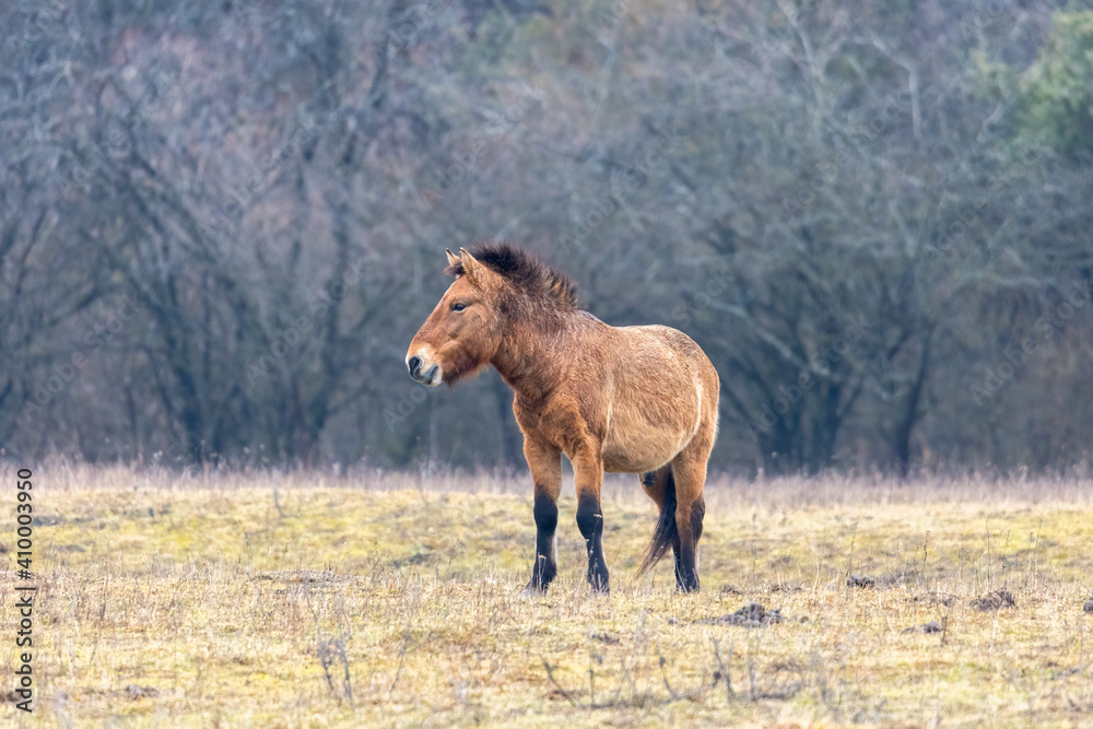 A wild horse of the rare horse breed Przewalski horse A wild horse of the rare horse breed Przewalski horse