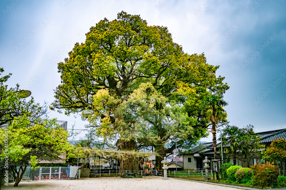 神社の大きなクスノキ