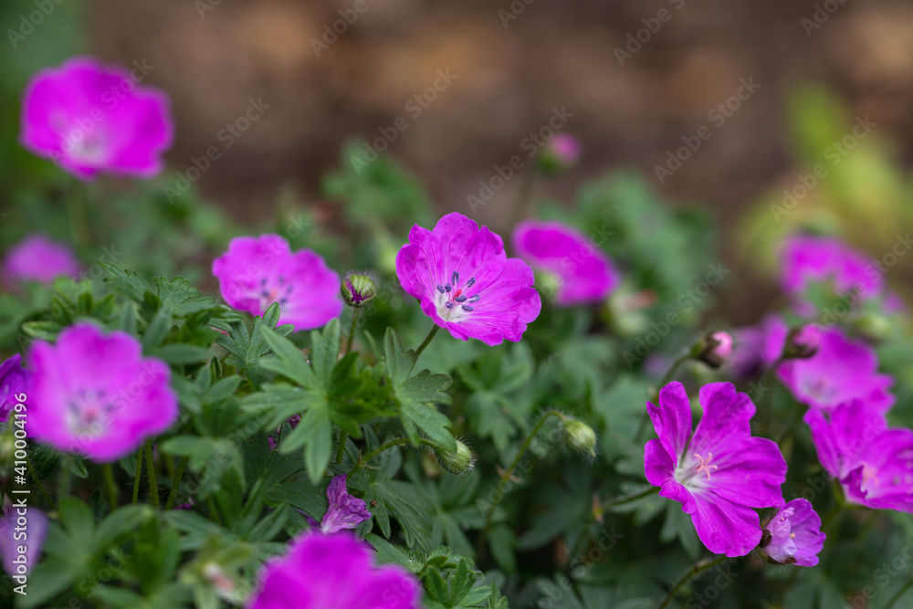 Purple flowers of a hardy perennial cranesbill geraium in full bloom in a rock garden during springtime