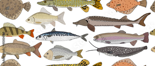 Seamless pattern of hand drawn river and sea fish. Turbot and pike and flounder and perch and crucian carp and sturgeon, carp and mackerel, Dorado, rainbow trout and catfish. Vector illustration