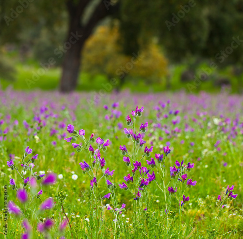 Viboreras y Alcornoque  Parque Natural Sierra de And  jar  Jaen  Andaluc  a  Espa  a