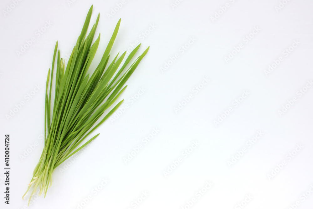 Oat microgreens on a white background. Fresh green sprouted oats. Superfood, vegan and healthy eating concept. Top view, copy space