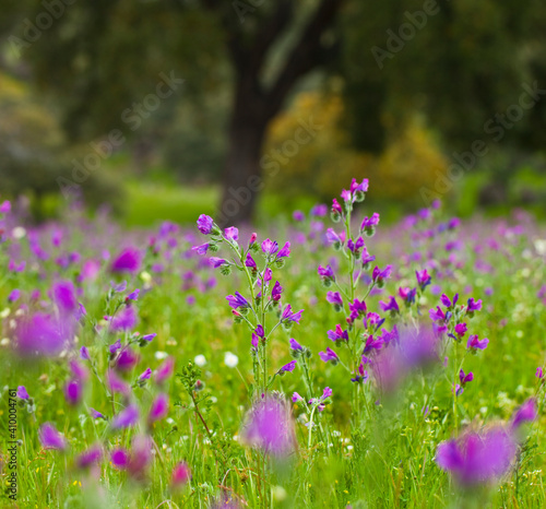 Viboreras y Alcornoque, Parque Natural Sierra de Andújar, Jaen, Andalucía, España