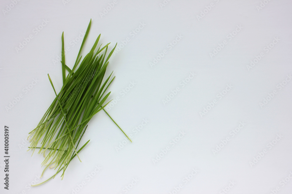 Oat microgreens on a white background. Fresh green sprouted oats. Superfood, vegan and healthy eating concept. Top view, copy space Oat microgreens on a white background. Fresh green sprouted oats. Superfood, vegan and healthy eating concept. Top view, copy space