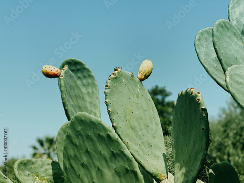 Close-up of cactus with fruits against the blue sky. Recreation and tourism concept. Natural summer background.