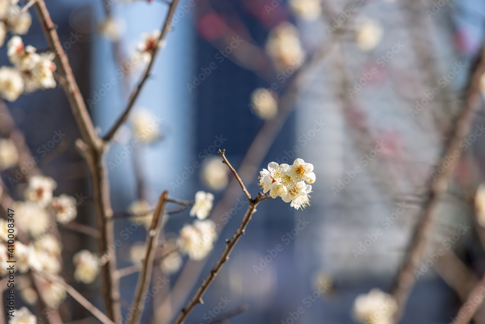 隅田川沿いに咲く満開の梅の花 隅田川沿いに咲く満開の梅の花