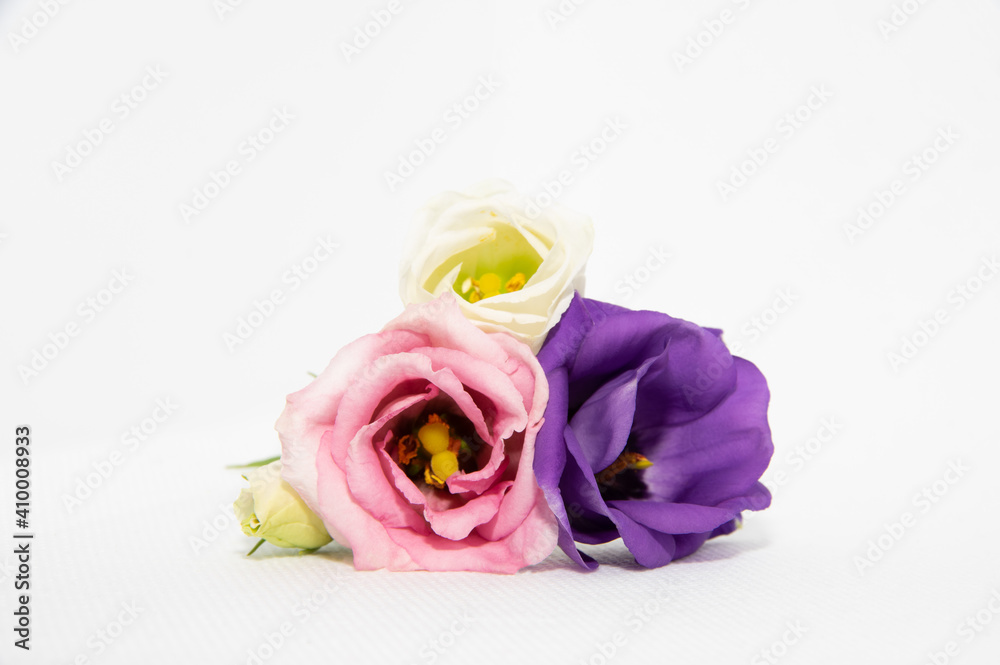 A small bouquet of eustoma flowers on white background