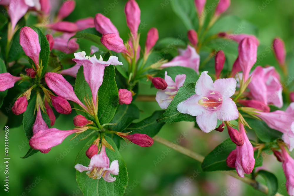 Obraz premium Blooming tree. bush with pink delicate flowers. Spring flowers, natural spring floral background. branch with green leaves and pink flowers close-up, selective focus