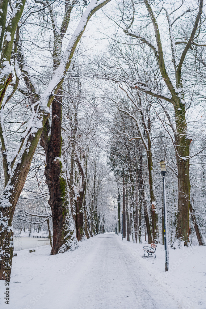 Winter Landscape. Tree Covered with Snow in Winter. Winter Landscape. Tree Covered with Snow in Winter.