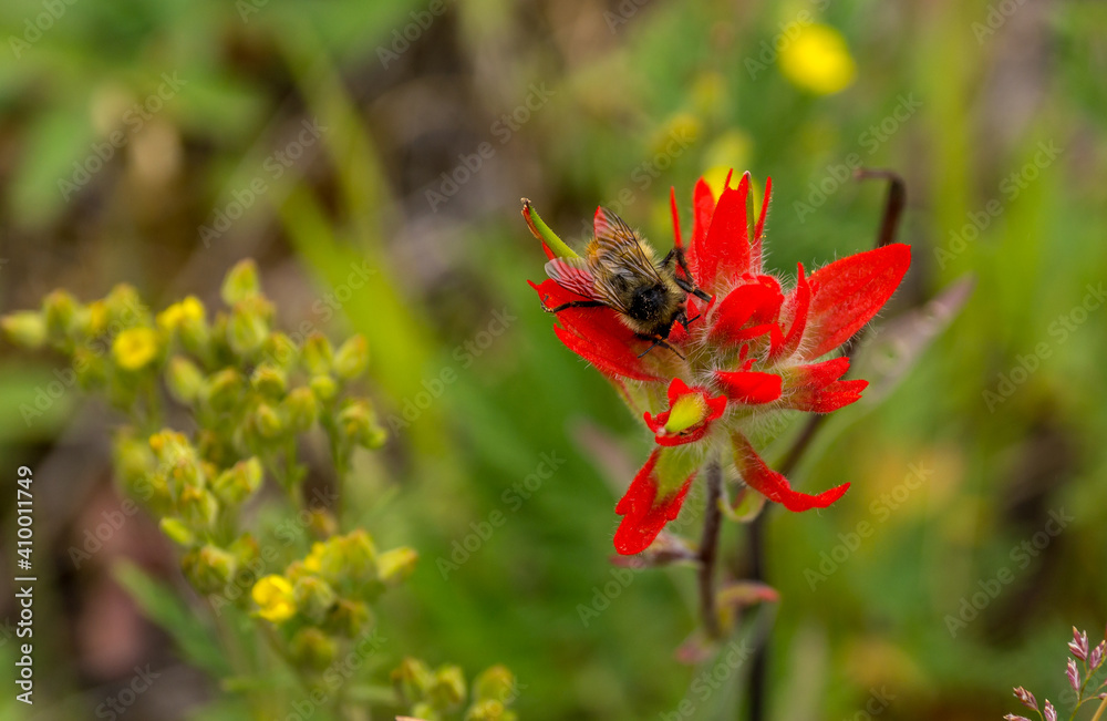 Bee on the Red Flower