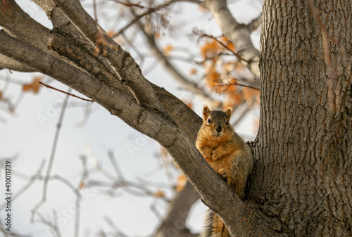 Squirrel in Tree © Ben