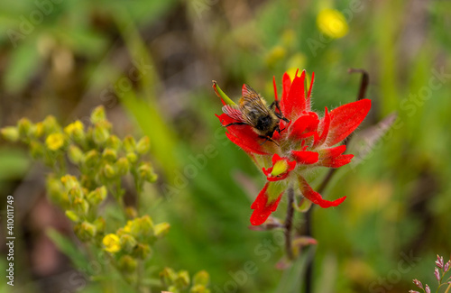 Obraz na płótnie Bee on the Red Flower w salonie