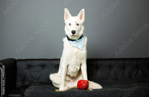 Ein weiße schäferhund sitz auf dem sofa