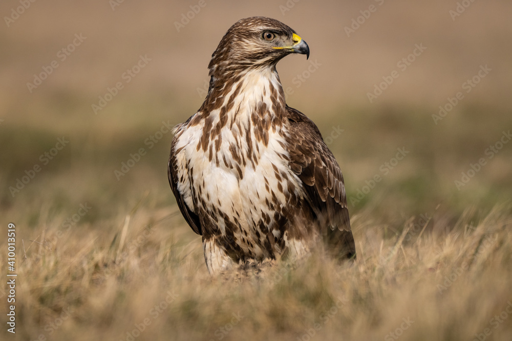common buzzard standing alone common buzzard standing alone