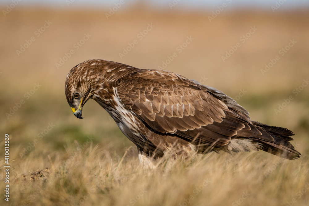 common buzzard standing alone