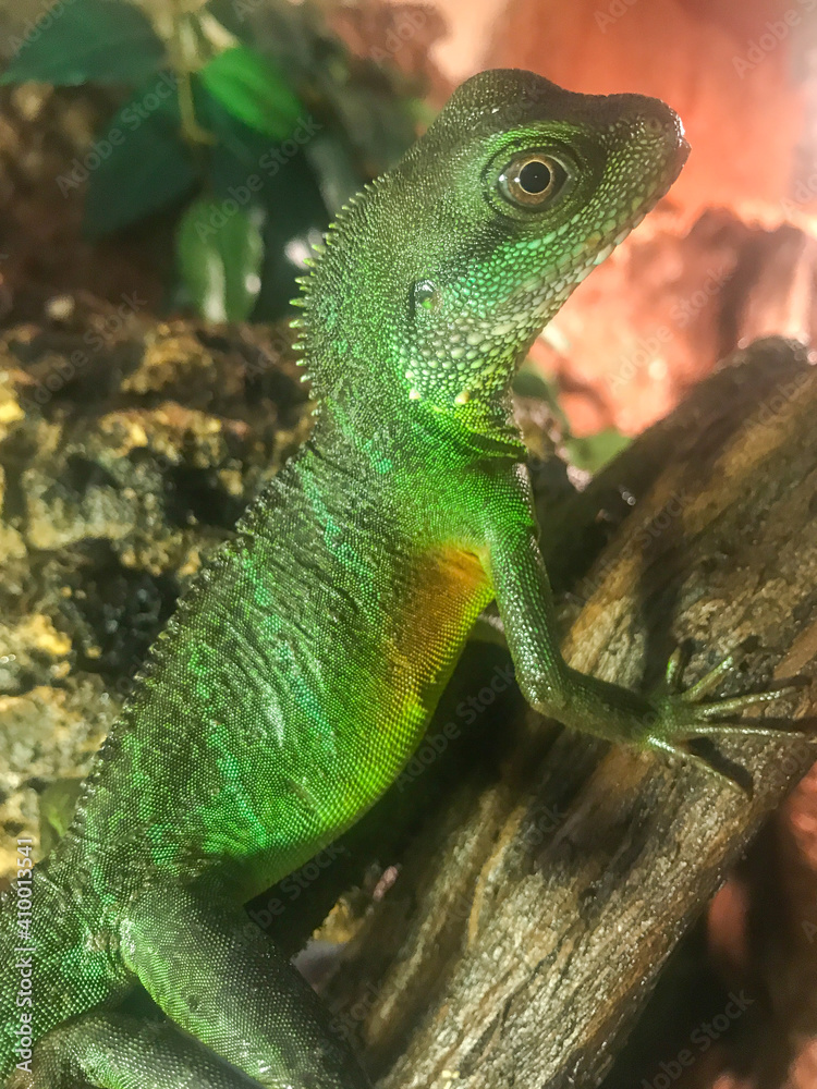 Fototapeta premium Green muddy agama on a branch. 