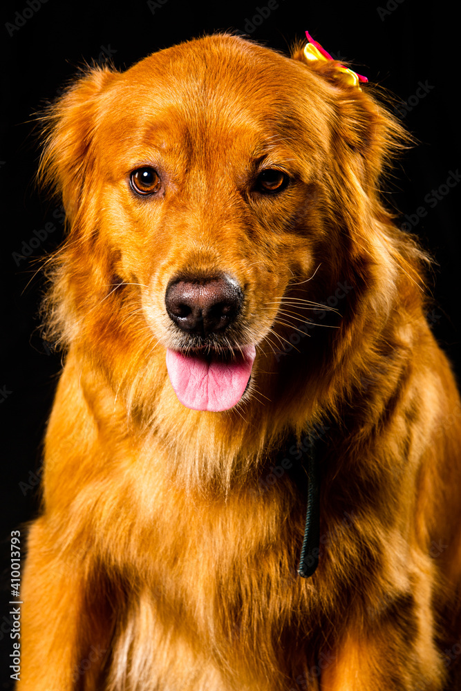 Fototapeta premium golden retriver portrait in studio