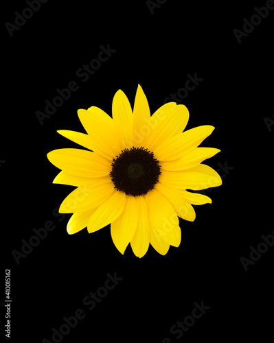 Beautiful yellow sunflower isolated on black background.