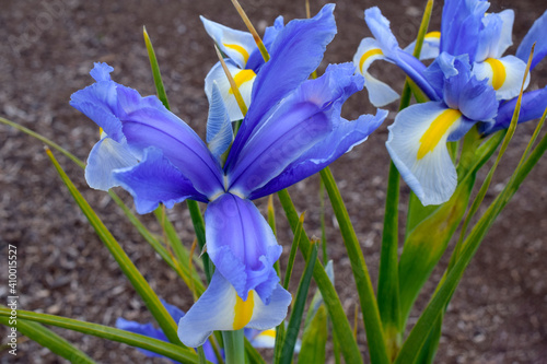 Purple Iris Mandala