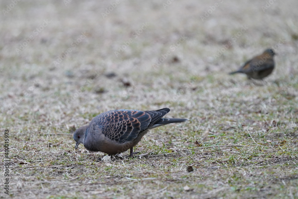 turtle dove on the ground turtle dove on the ground