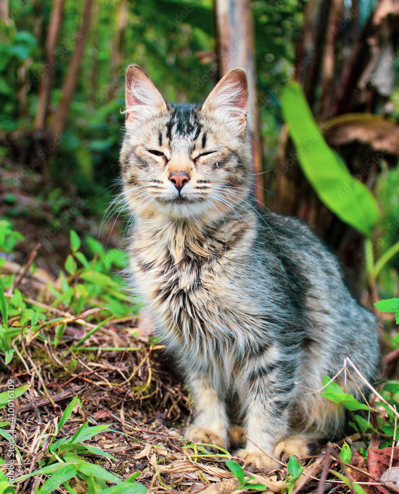 Un gatito sonriendo en medio de la naturaleza 