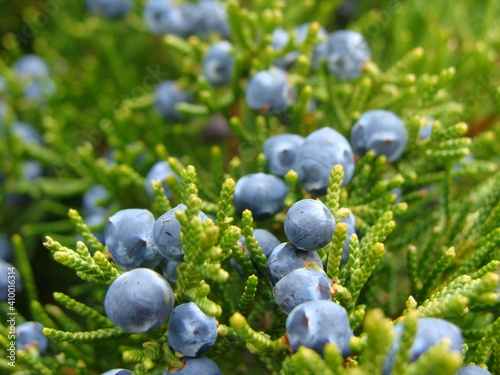 fruit on a bush