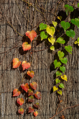 texture of an ivy plant with green, red and yellow autumn leaves on a wood fence
