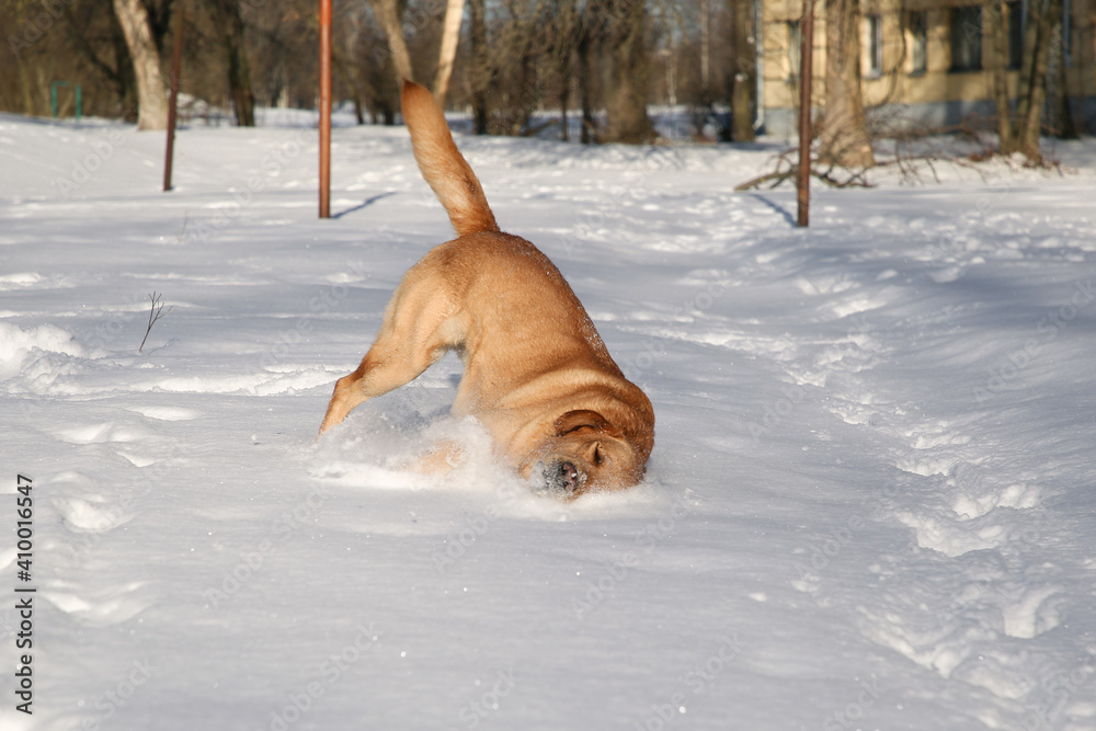 A young dog dives into the snow. Golden Labrador playing on a sunny winter day