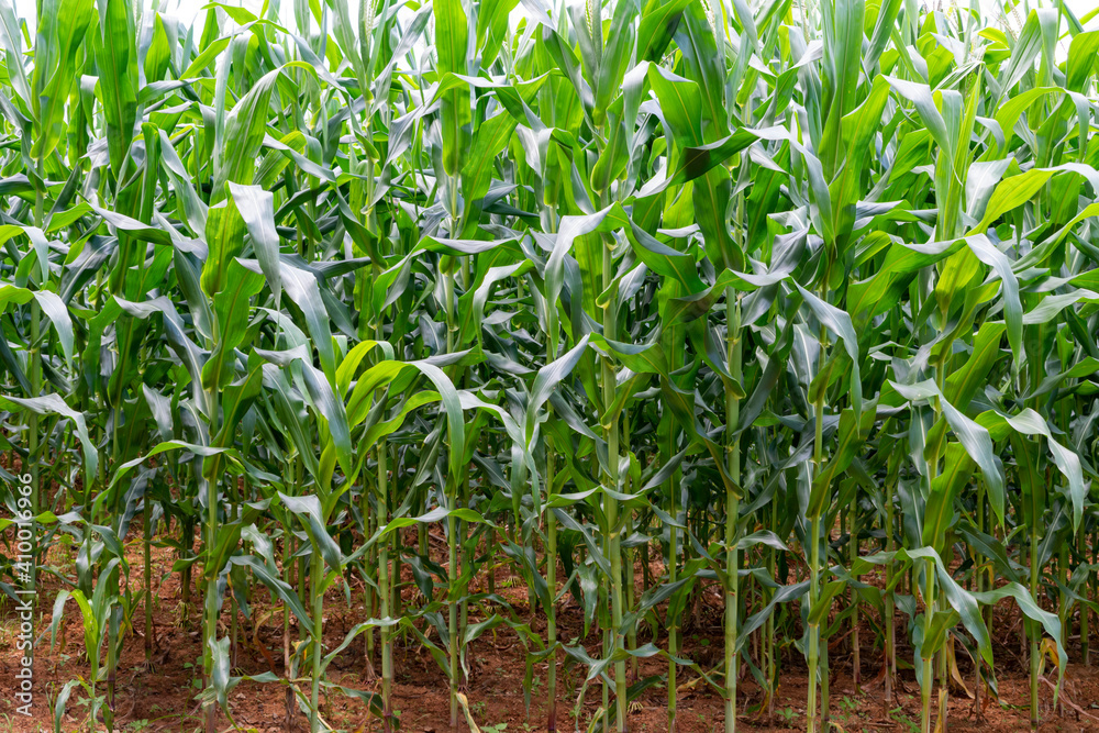 large organic corn plantation farm. large organic corn plantation farm.