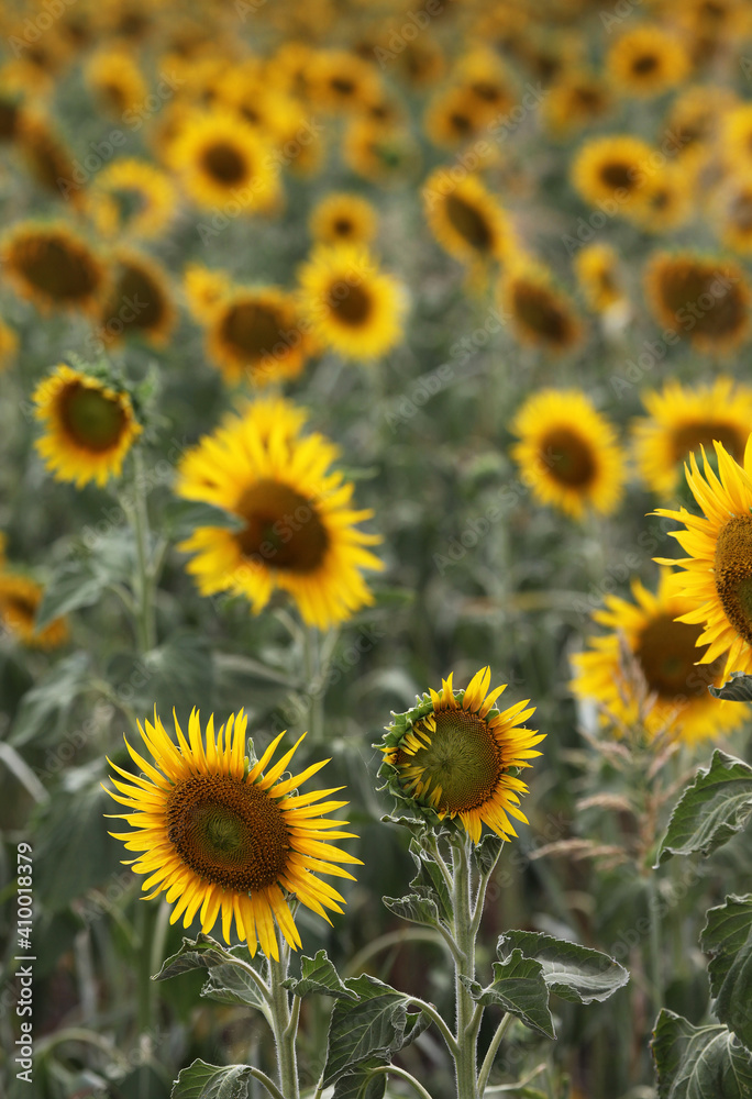 Beautiful bright yellow sun flowers in farm field in Queensland Australia