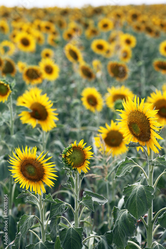 Beautiful bright yellow sun flowers in farm field in Queensland Australia