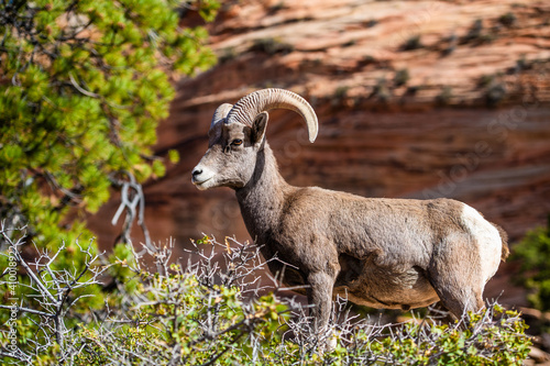 Big horned sheep in the Zion National Park forest and mountains landscape.