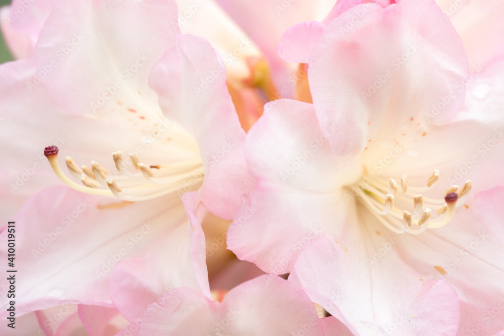 Close-up of Two Light Pink Rhododendron Flowers