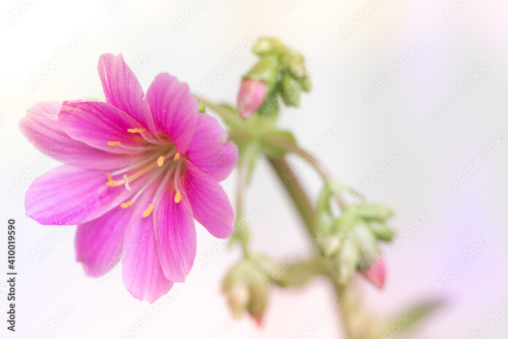 Pink Lewisia Cotyledon 'Sunset Series' Succulent Flower