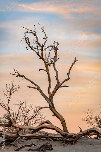 Dead tree and sand dunes on a sunset in the Death Valley National Park, California, USA. © romankosolapov