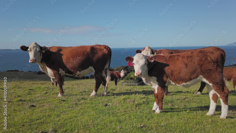 Hereford cattle grazing on farmland Hereford cattle grazing on farmland