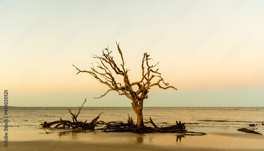 Driftwood Beach on Jekyll Island GA Driftwood Beach on Jekyll Island GA