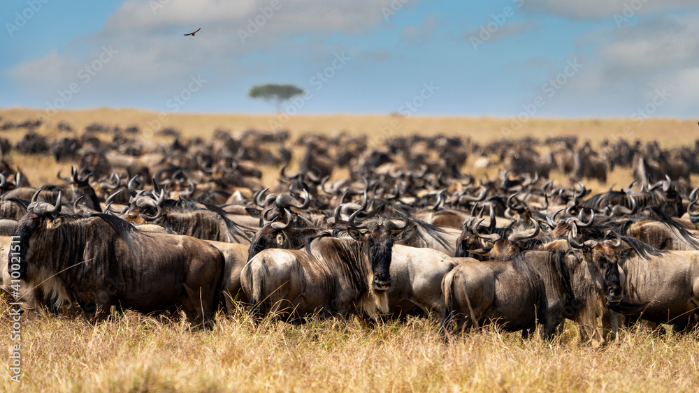 a big group of wildebeest walks in the plains of the serengeti - obrazy, fototapety, plakaty 